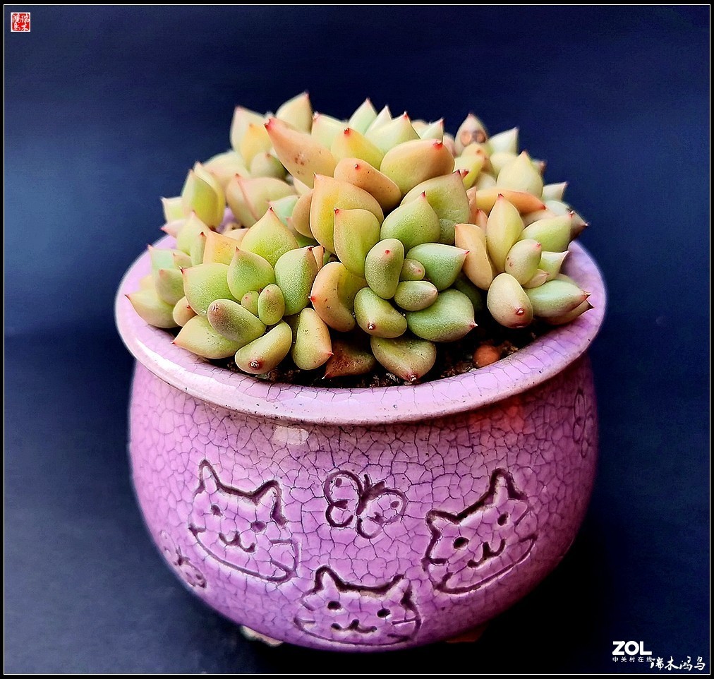 【迭花漫语】以花传情  品质生活