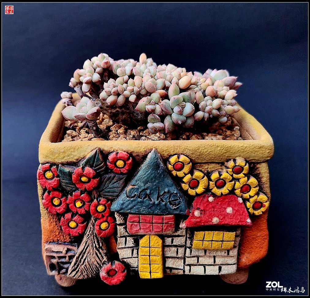 【迭花漫语】以花传情  品质生活