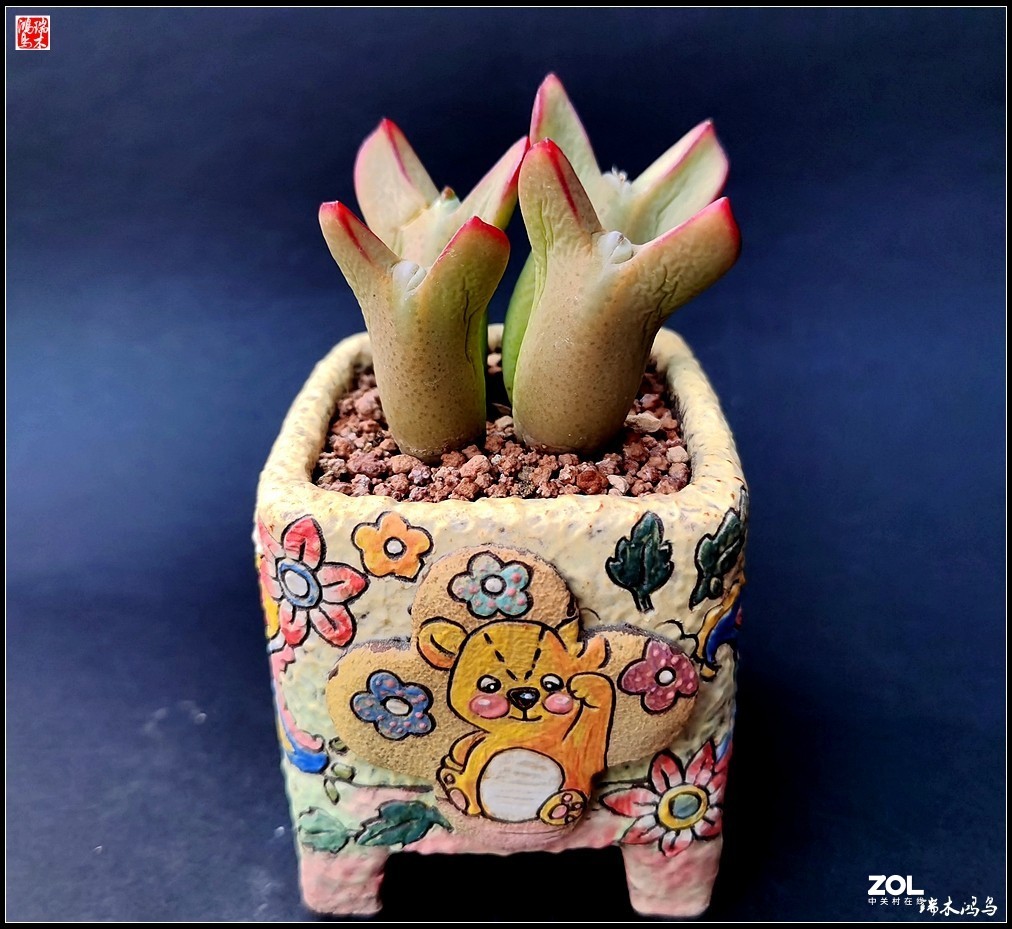 【迭花漫语】以花传情  品质生活