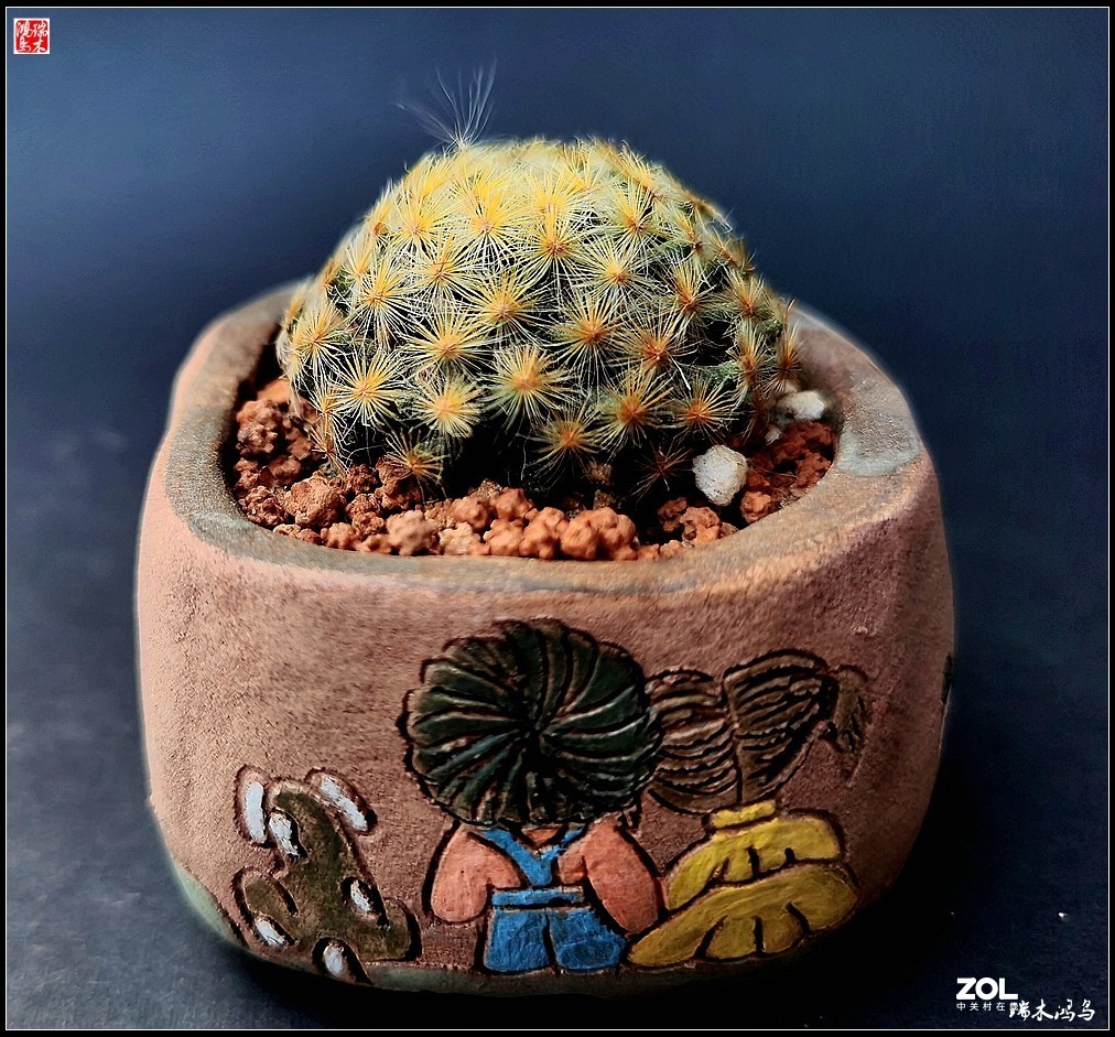 【迭花漫语】以花传情  品质生活