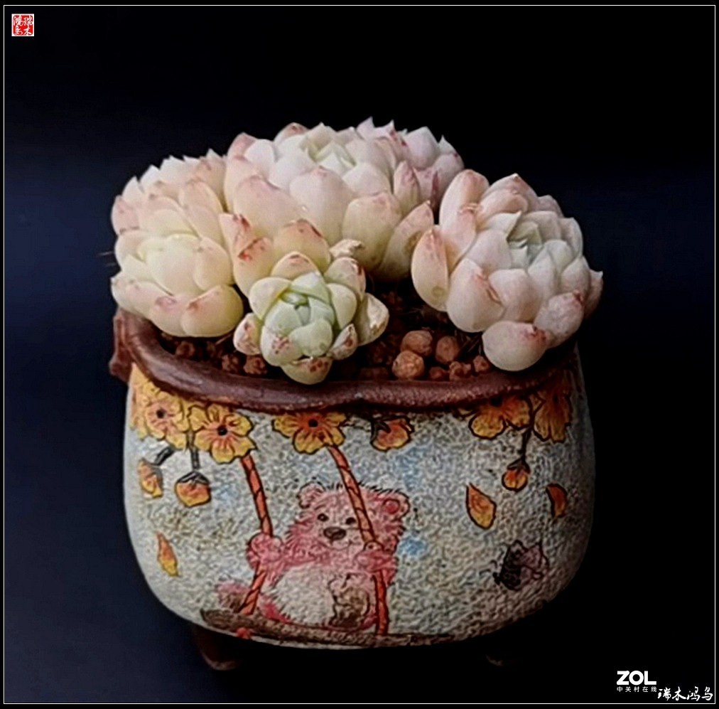 【迭花漫语】以花传情  品质生活