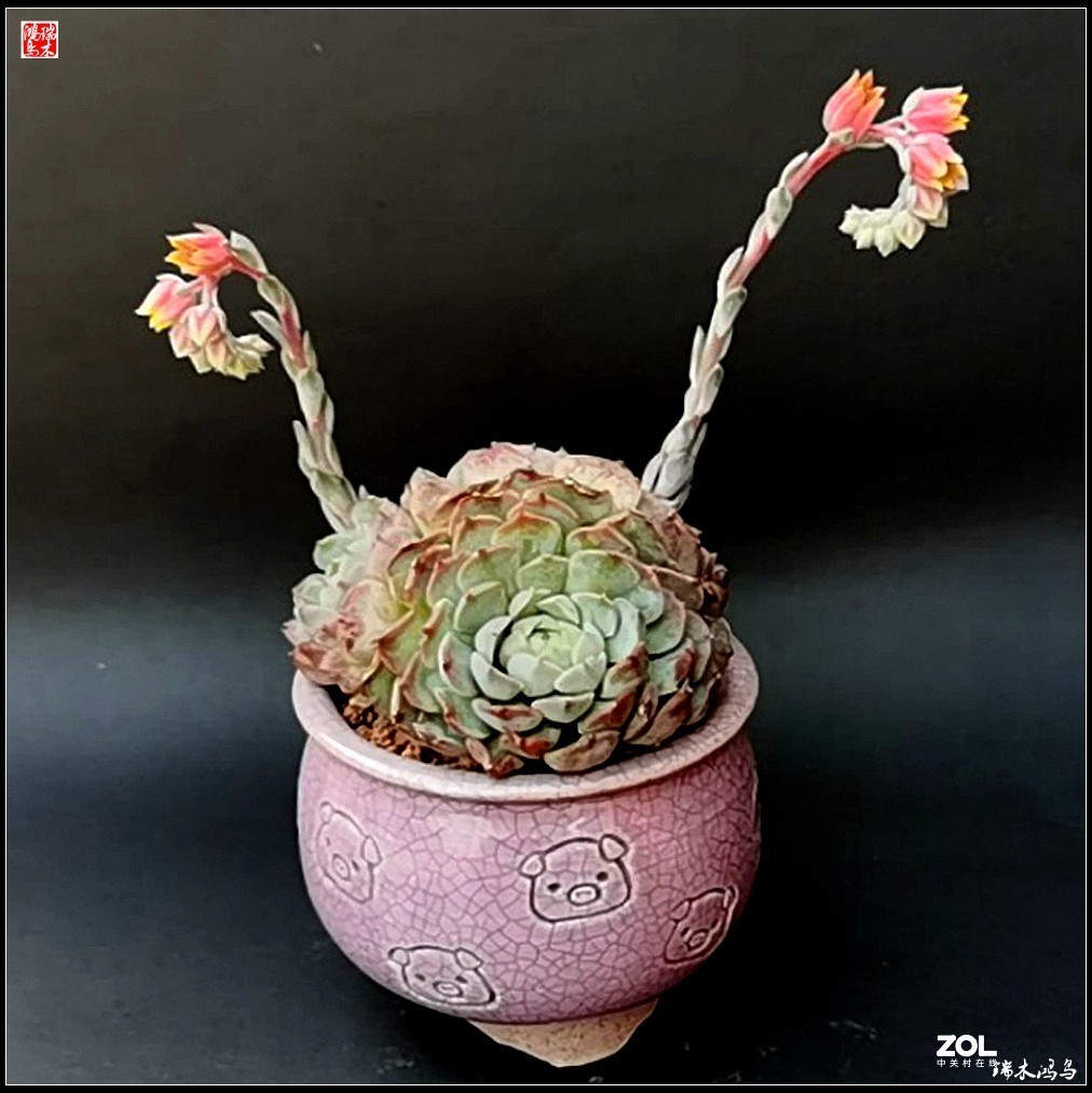 【迭花漫语】以花传情  品质生活