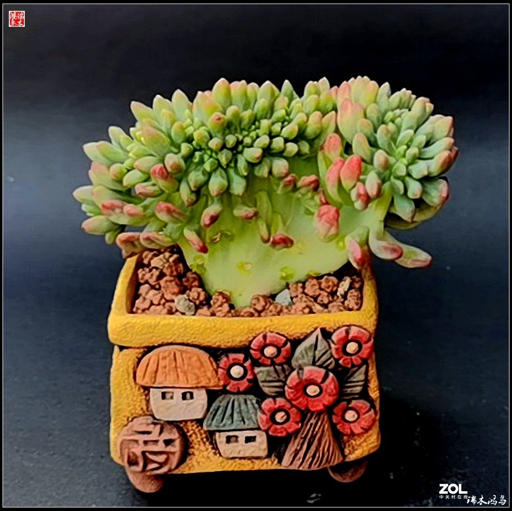 【迭花漫语】以花传情  品质生活