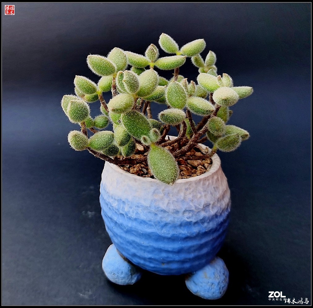 【迭花漫语】以花传情  品质生活