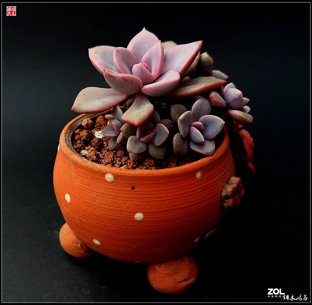 【迭花漫语】以花传情  品质生活