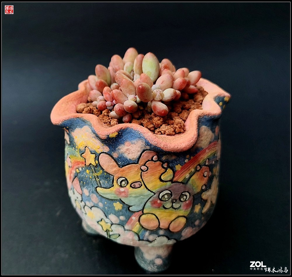 【迭花漫语】以花传情  品质生活