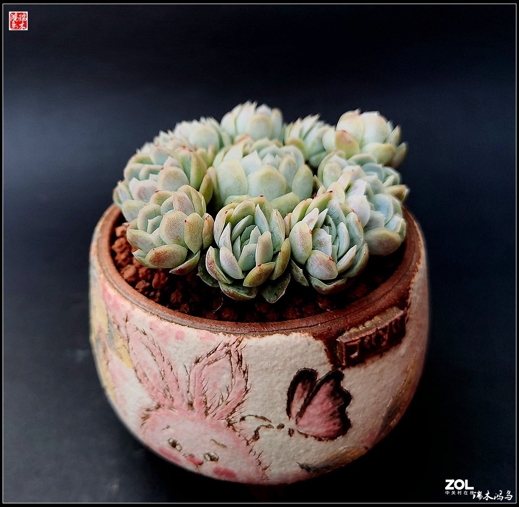 【迭花漫语】以花传情  品质生活