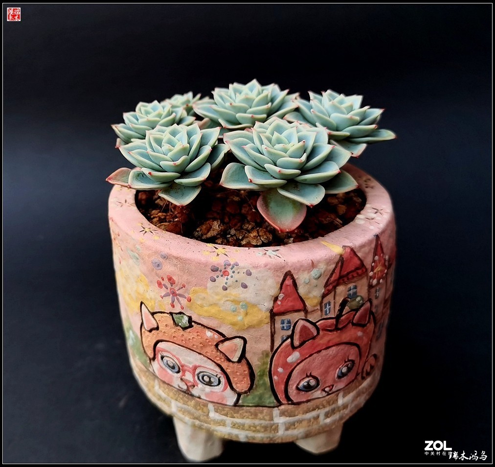 【迭花漫语】以花传情  品质生活