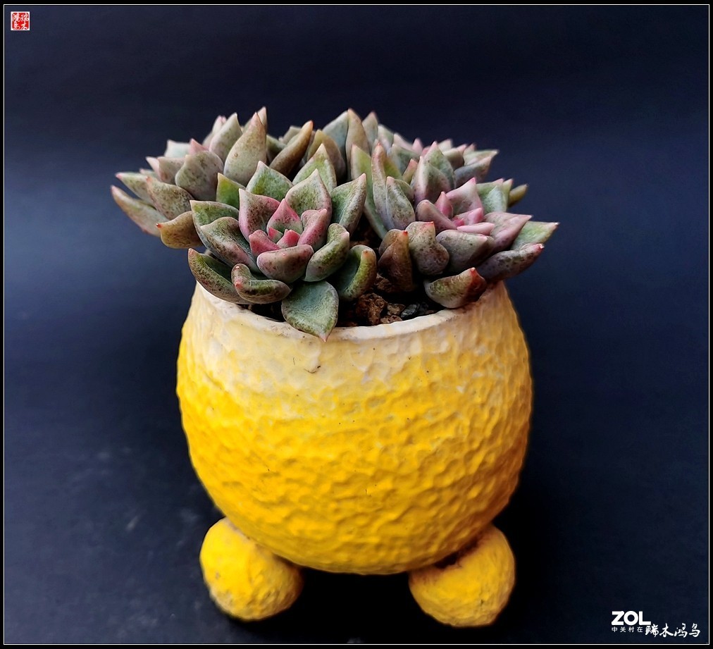 【迭花漫语】以花传情  品质生活