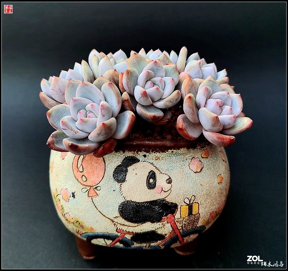 【迭花漫语】以花传情  品质生活