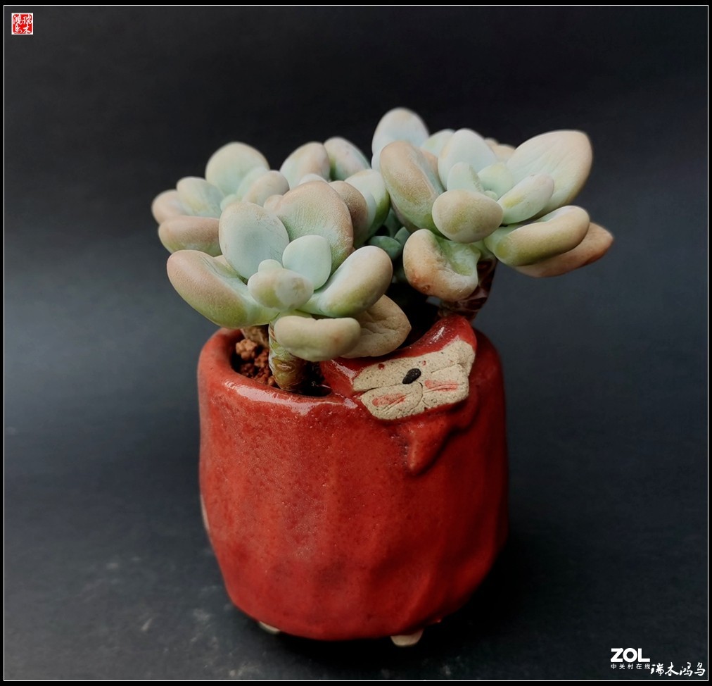 【迭花漫语】以花传情  品质生活