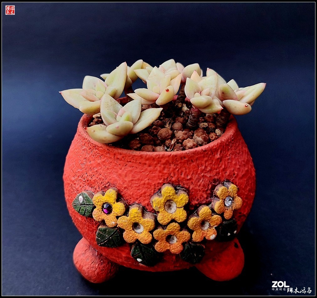 【迭花漫语】以花传情  品质生活