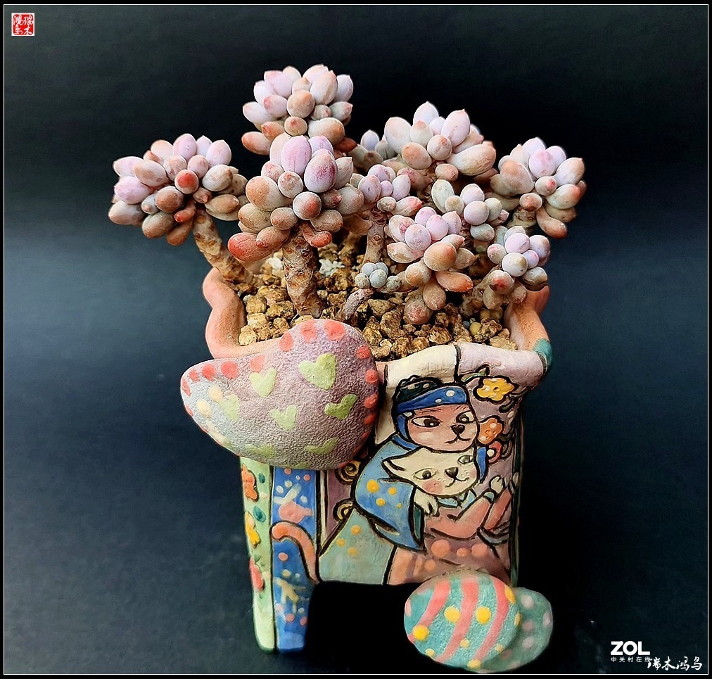 【迭花漫语】以花传情  品质生活