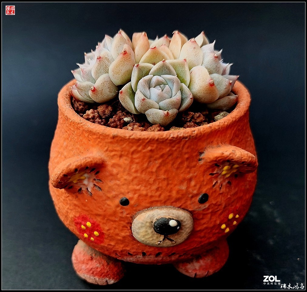 【迭花漫语】以花传情  品质生活