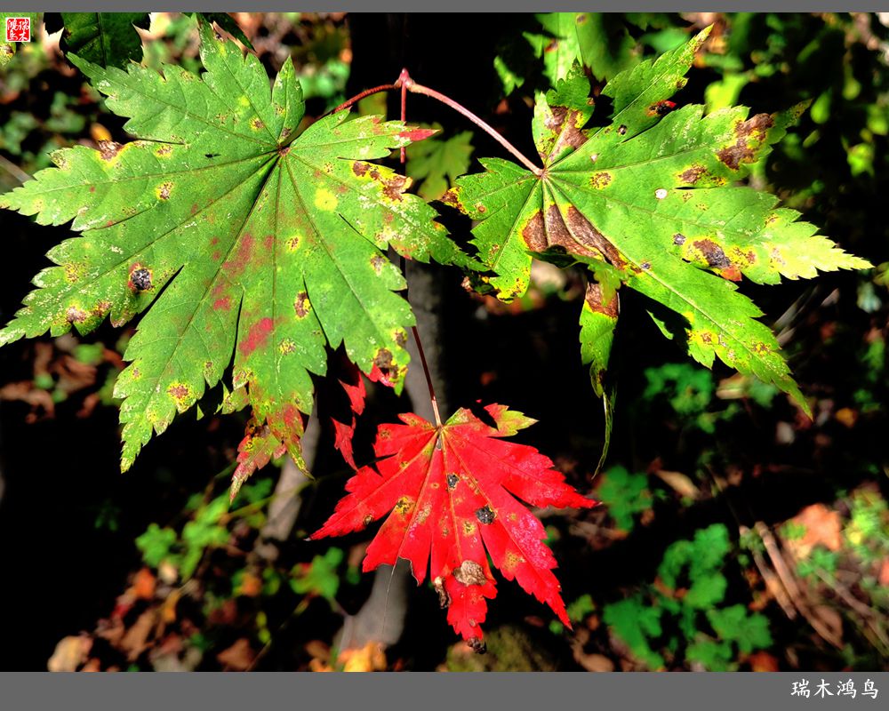 【秋游本溪】6.关门山关不住的秋色