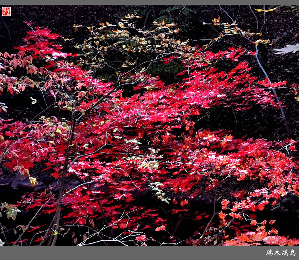 【秋游本溪】6.关门山关不住的秋色