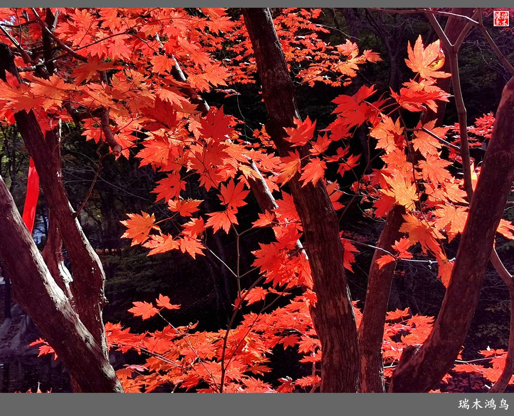 【秋游本溪】6.关门山关不住的秋色