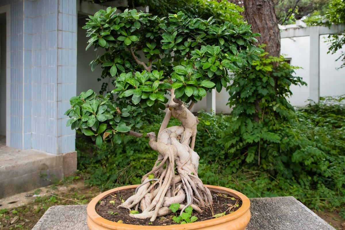 【镜头里】第1108号：北京植物园内盆景展（一）