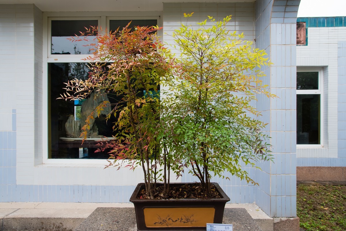 【镜头里】第1108号：北京植物园内盆景展（一）