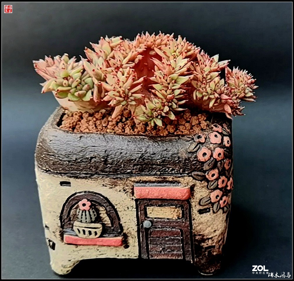 【迭花漫语】以花传情  品质生活