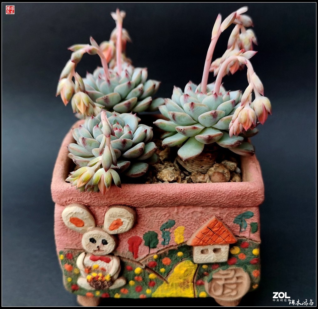 【迭花漫语】以花传情  品质生活