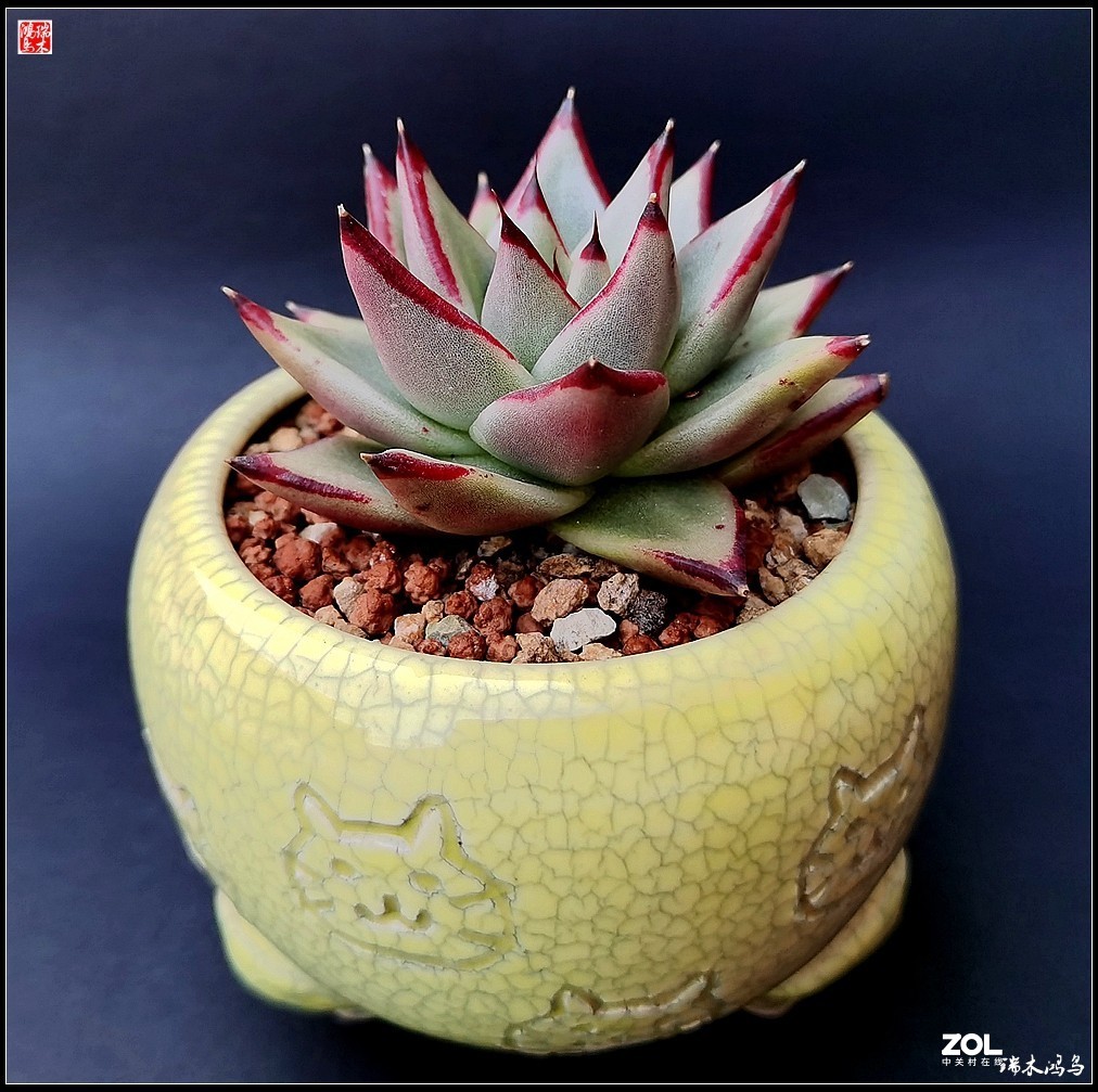 【迭花漫语】以花传情  品质生活