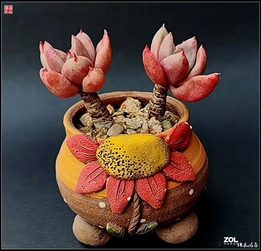 【迭花漫语】以花传情  品质生活