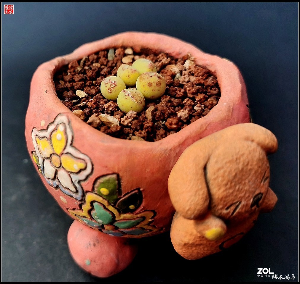 【迭花漫语】以花传情  品质生活