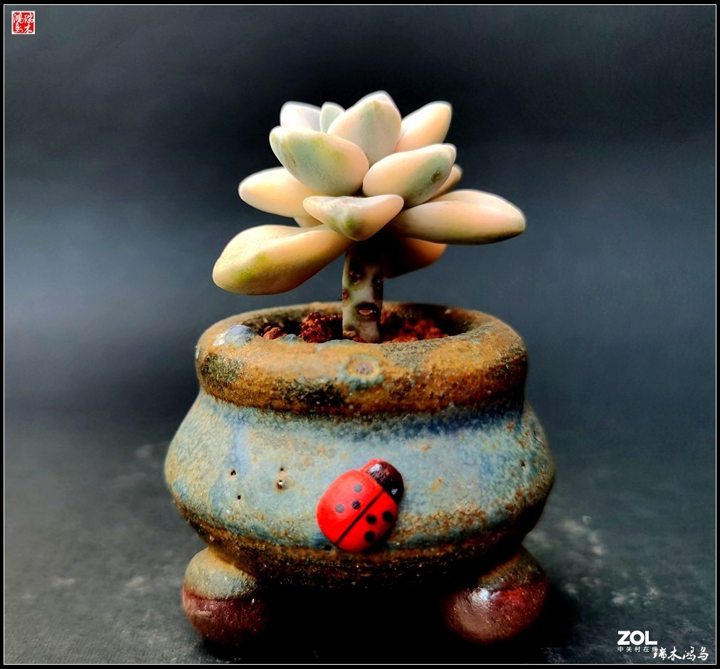 【迭花漫语】以花传情  品质生活