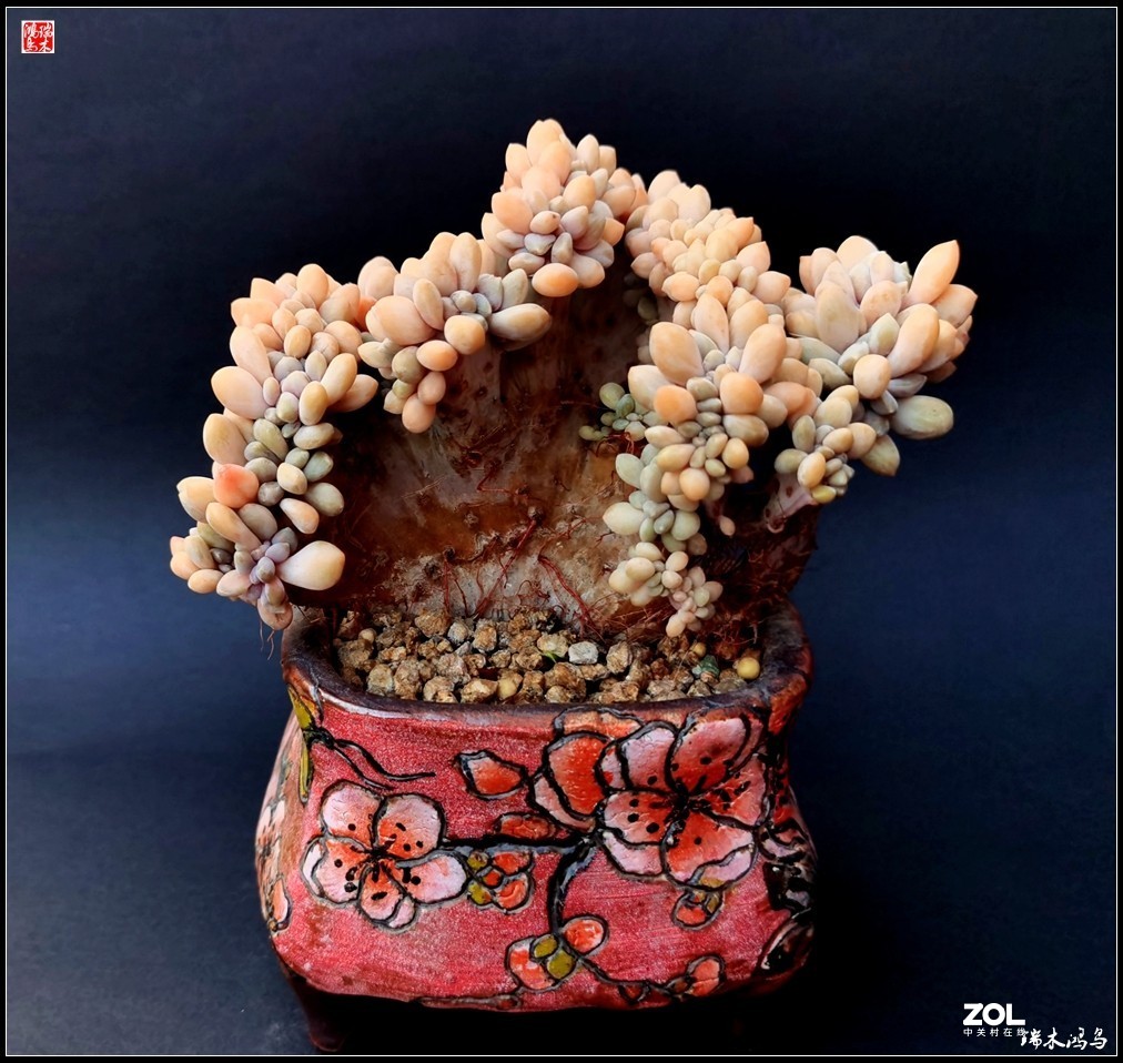 【迭花漫语】以花传情  品质生活