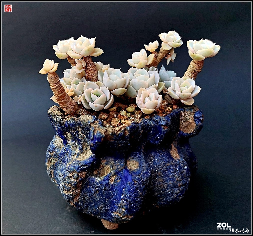 【迭花漫语】以花传情  品质生活