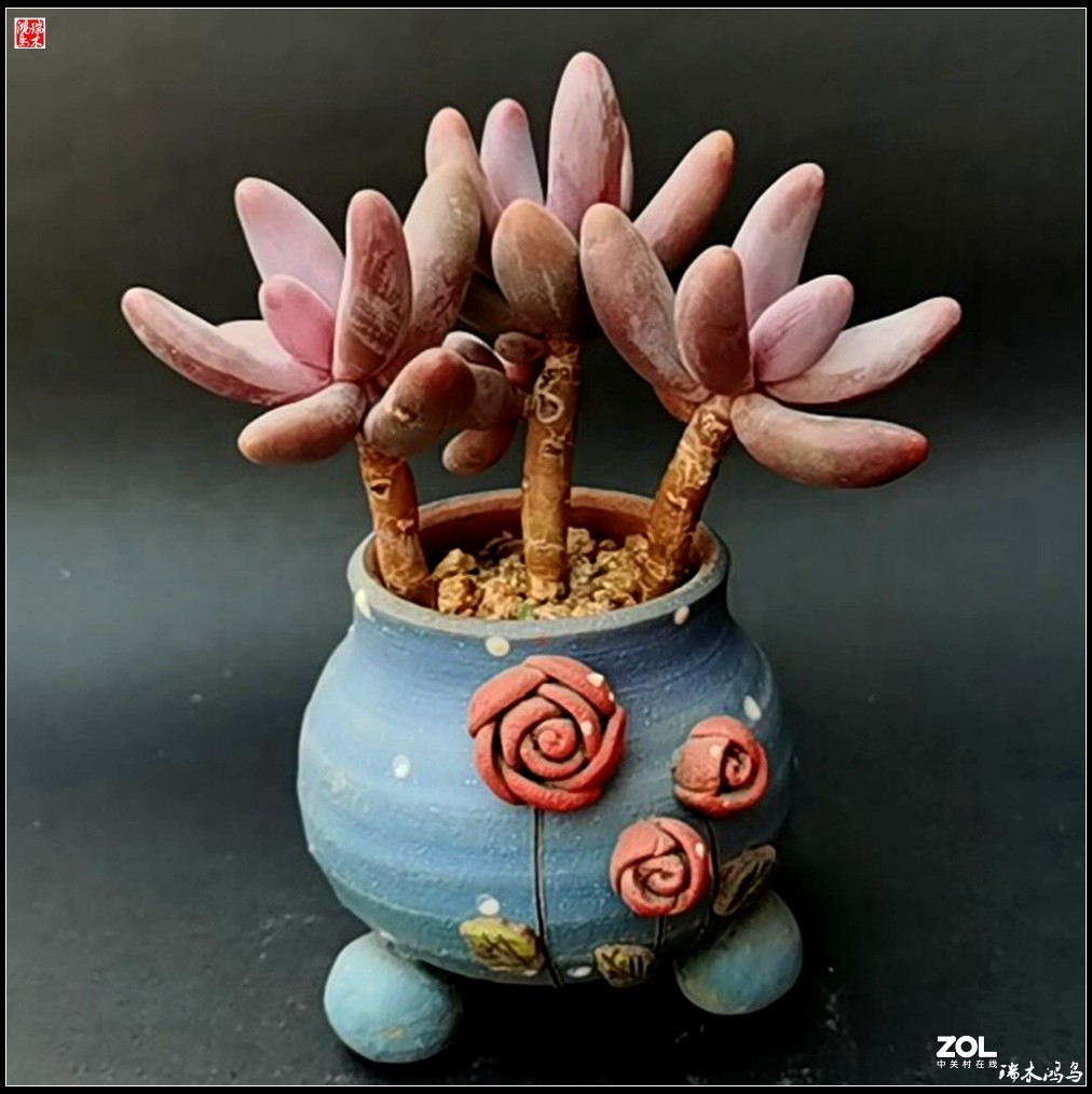 【迭花漫语】以花传情  品质生活