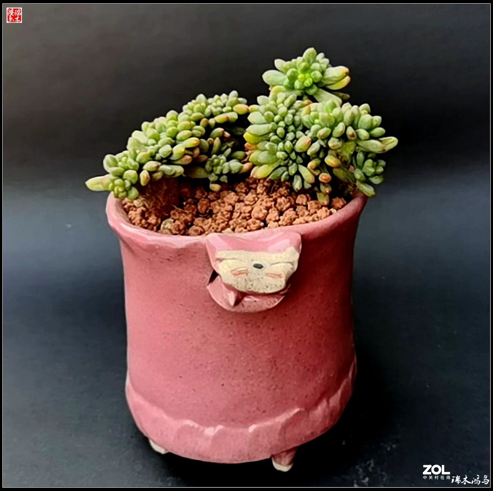 【迭花漫语】以花传情  品质生活