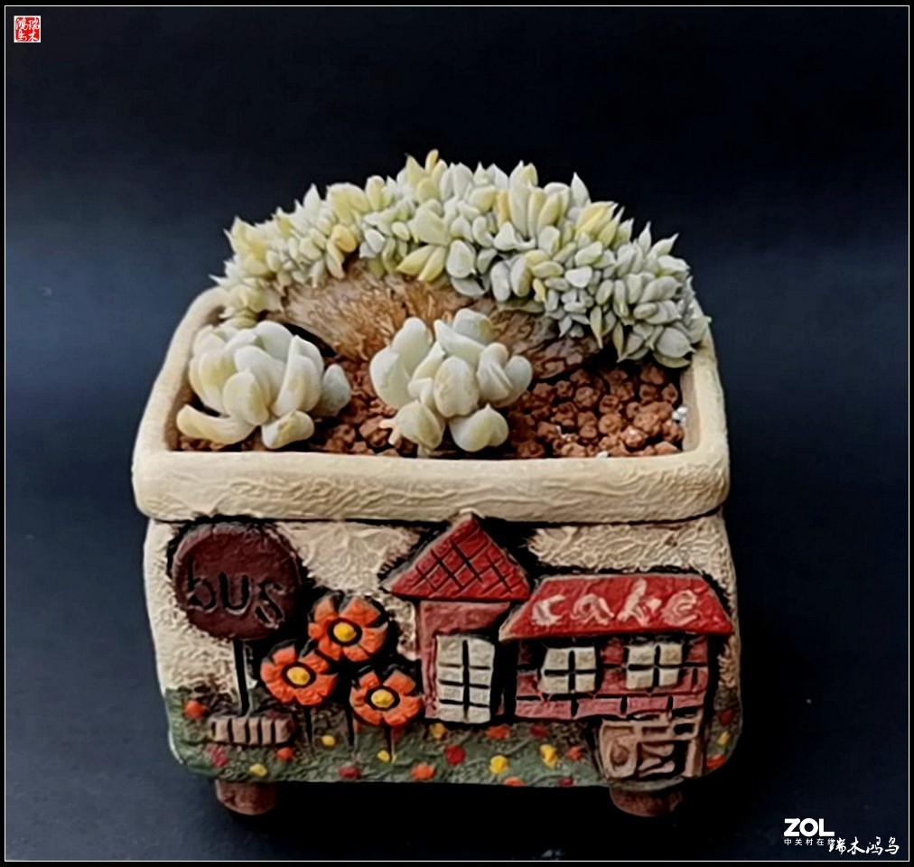 【迭花漫语】以花传情  品质生活