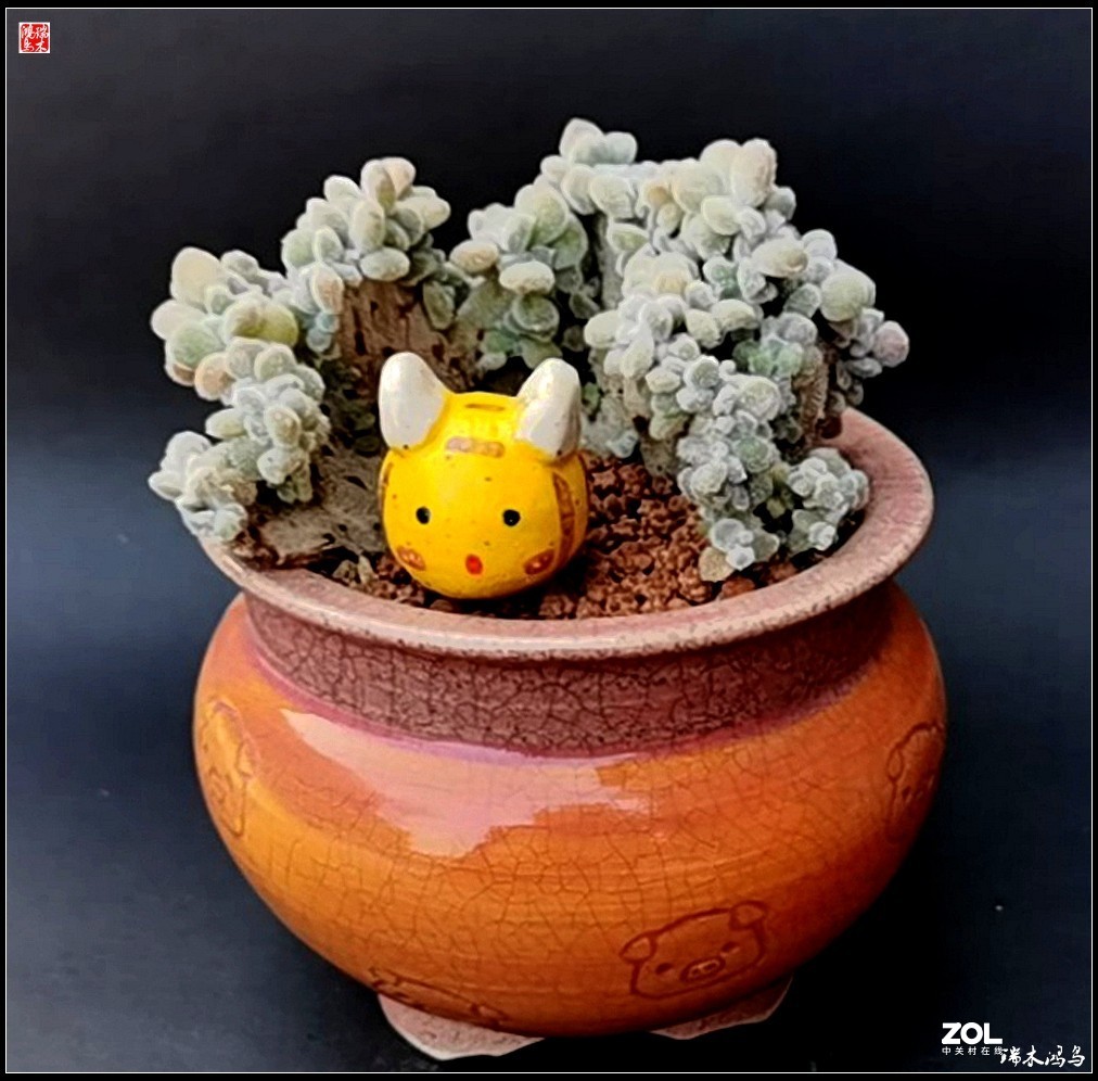 【迭花漫语】以花传情  品质生活