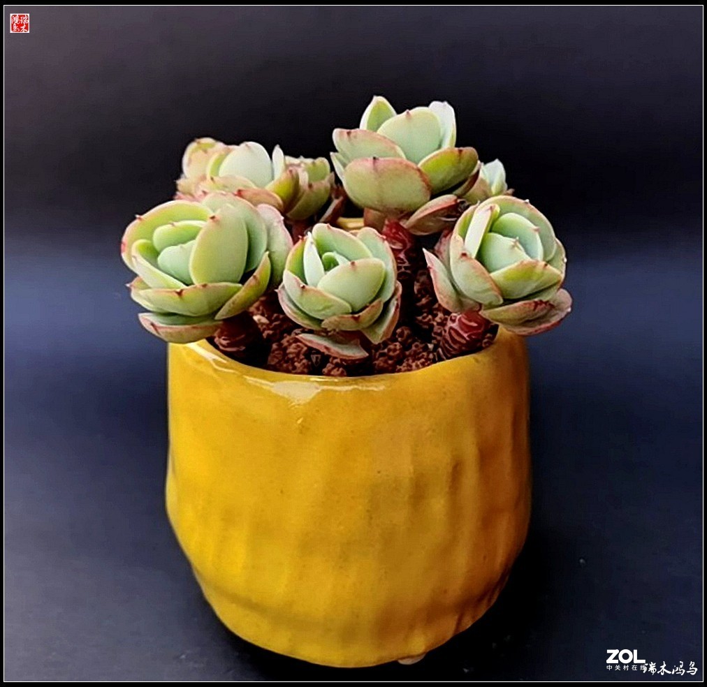 【迭花漫语】以花传情  品质生活