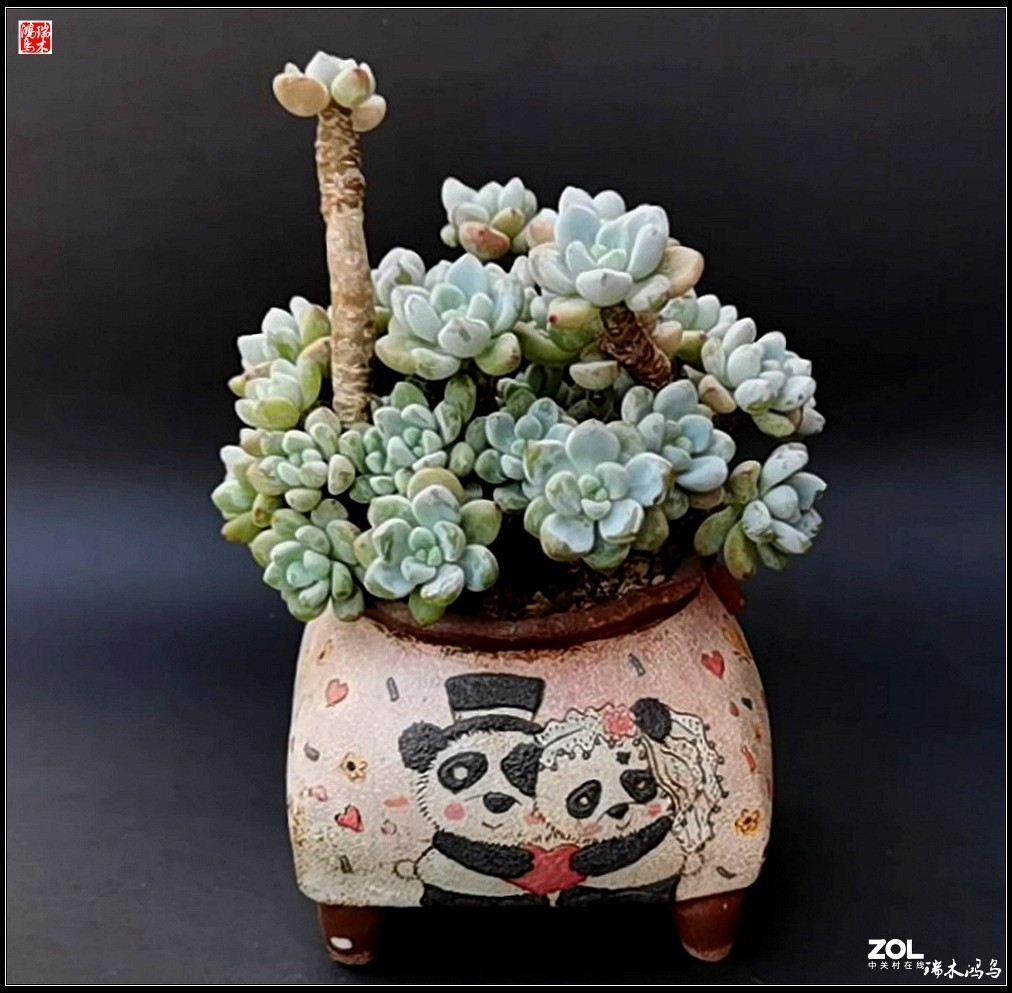 【迭花漫语】以花传情  品质生活