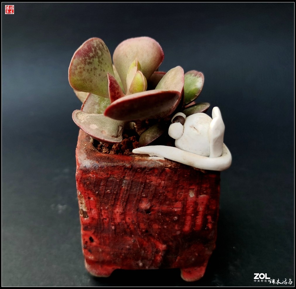 【迭花漫语】以花传情  品质生活