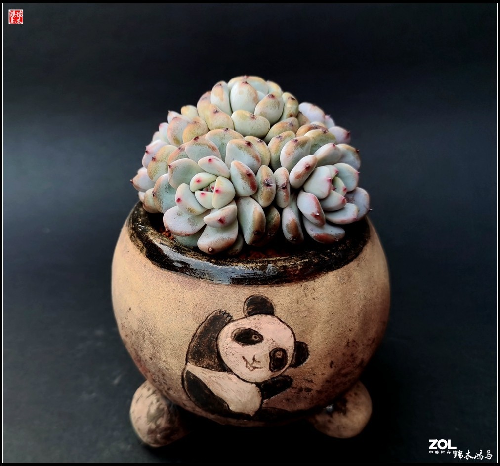 【迭花漫语】以花传情  品质生活