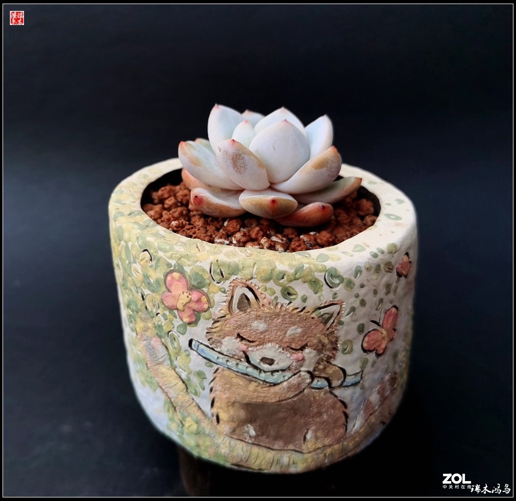 【迭花漫语】以花传情  品质生活