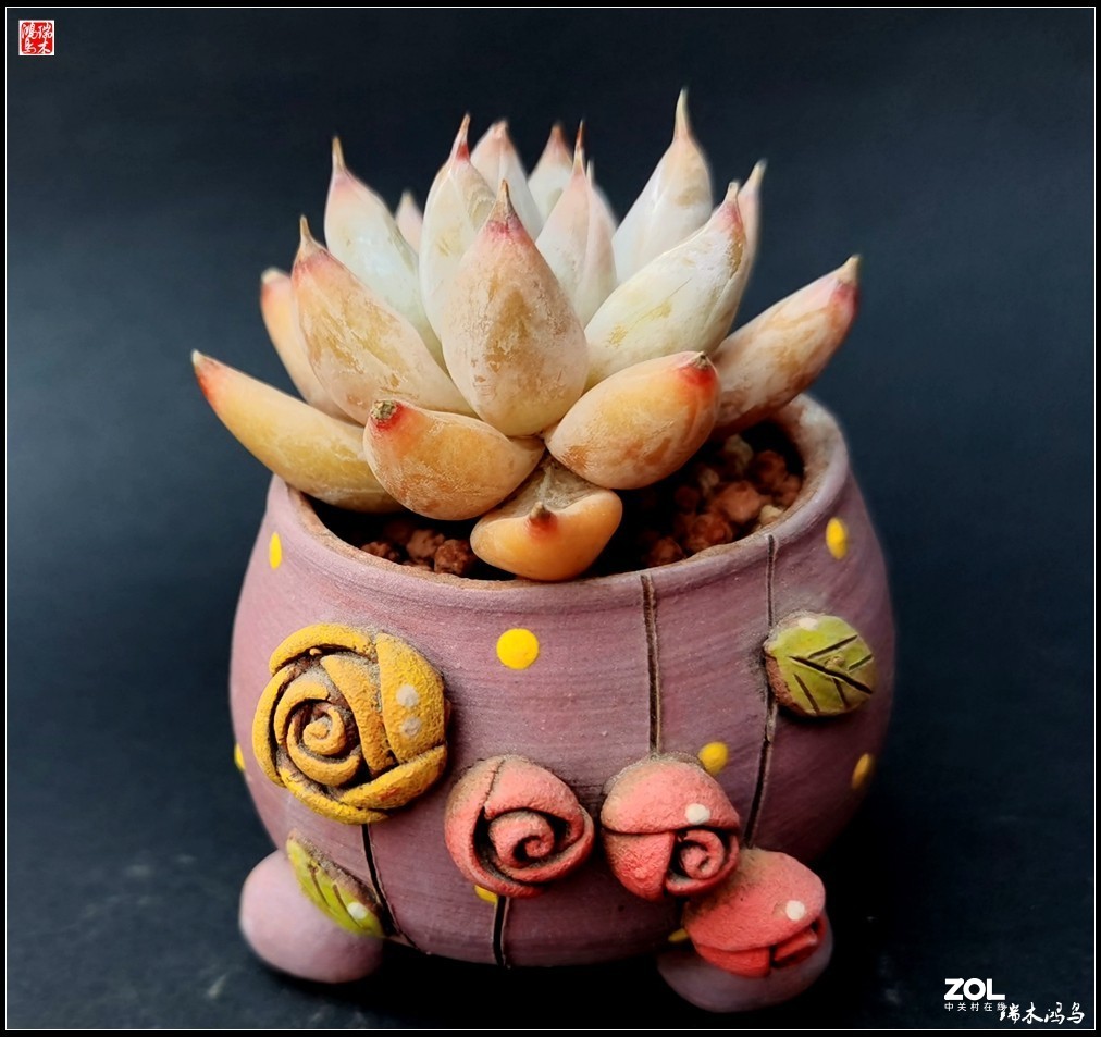 【迭花漫语】以花传情  品质生活