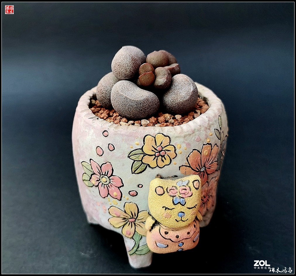 【迭花漫语】以花传情  品质生活