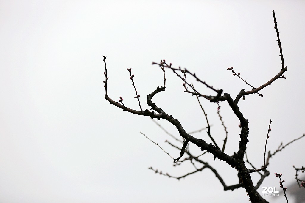 春雨绵绵桃花开