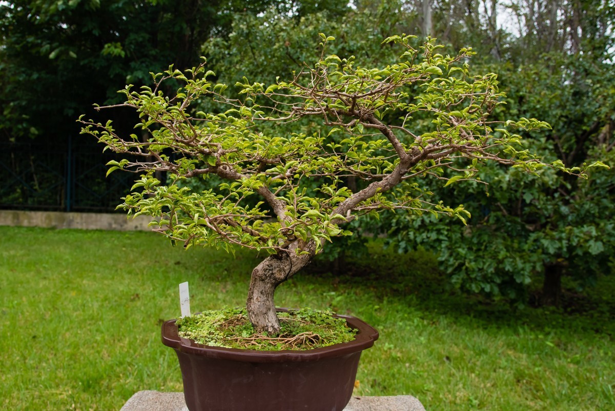 【镜头里】第1108号：北京植物园内盆景展（一）