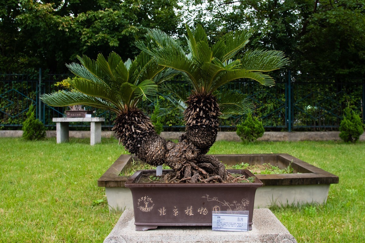 【镜头里】第1108号：北京植物园内盆景展（一）