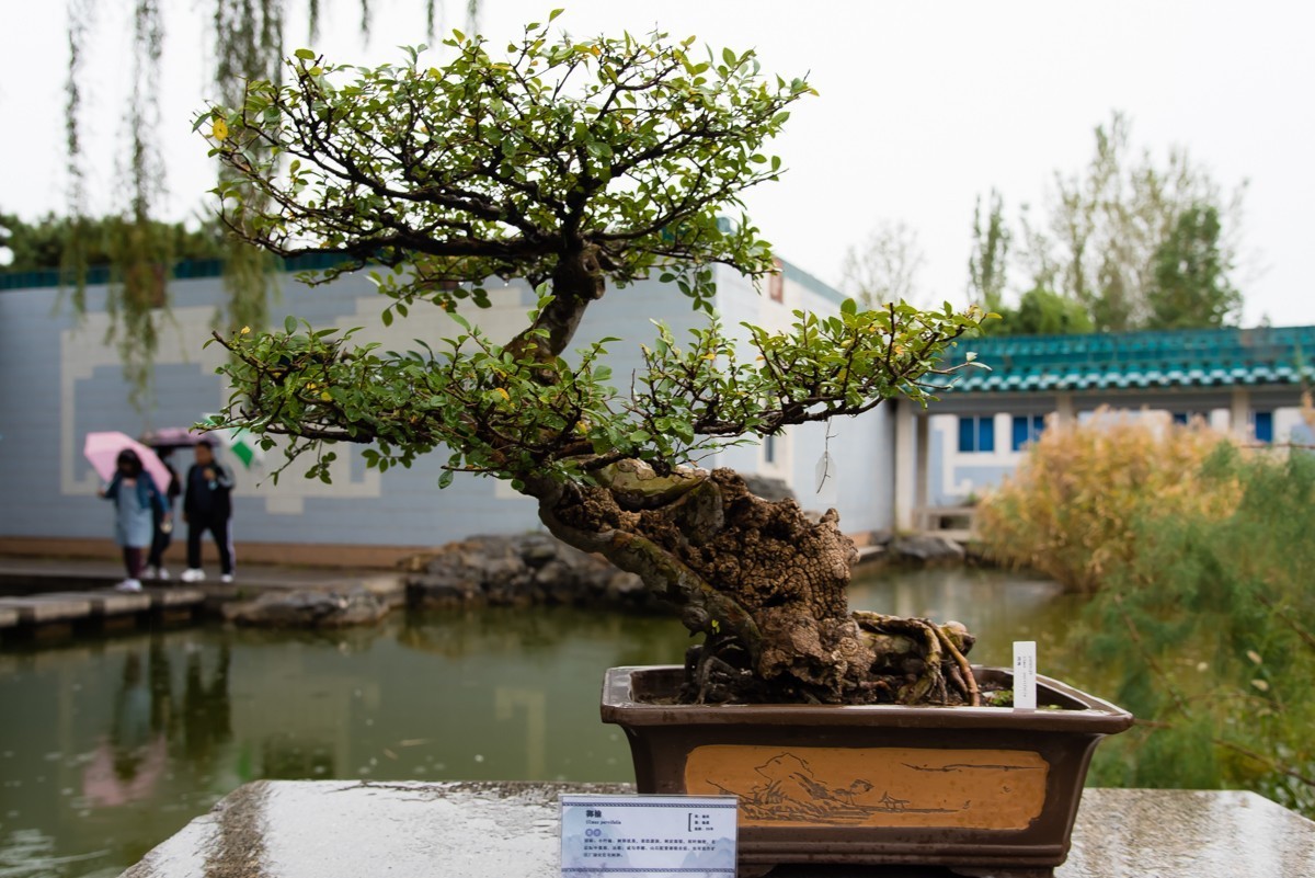 【镜头里】第1108号：北京植物园内盆景展（一）