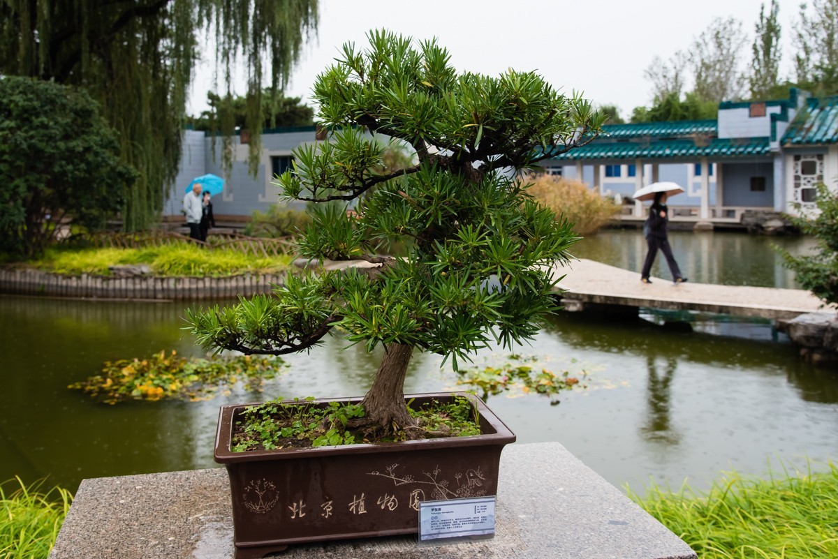 【镜头里】第1108号：北京植物园内盆景展（一）