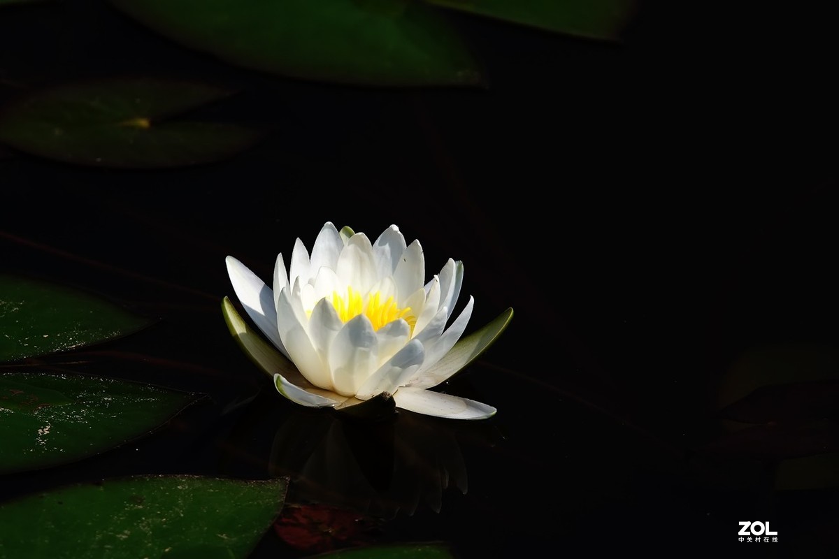 老箱底_睡莲3