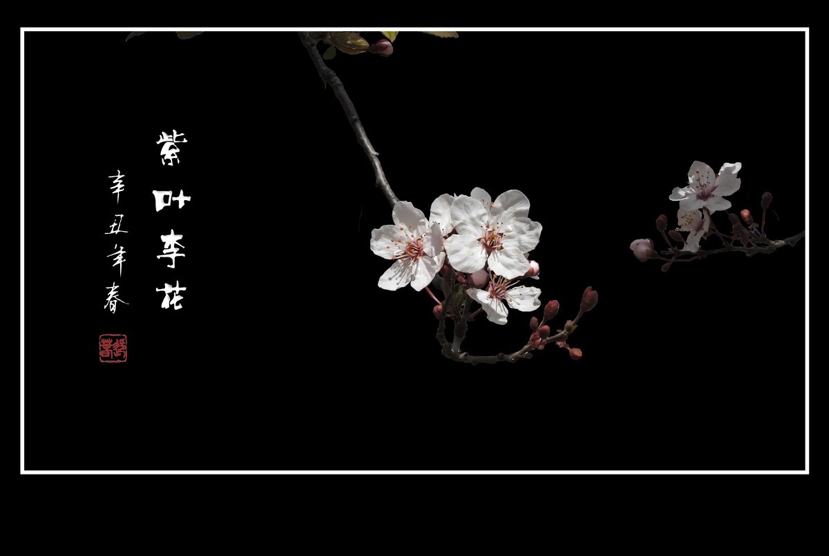 紫叶李老干发新花