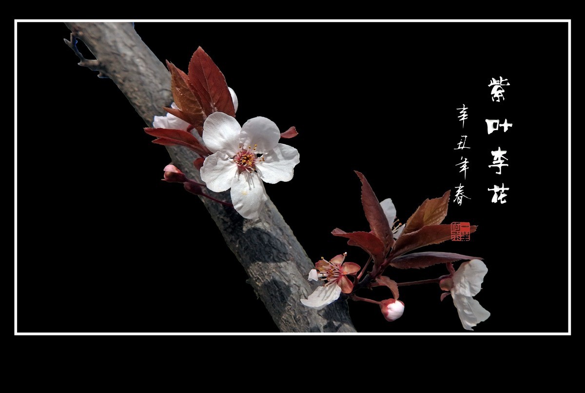 紫叶李老干发新花